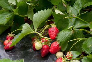 Ура! Поспела клубника 🍓 Ура! Поспела клубника 🍓.